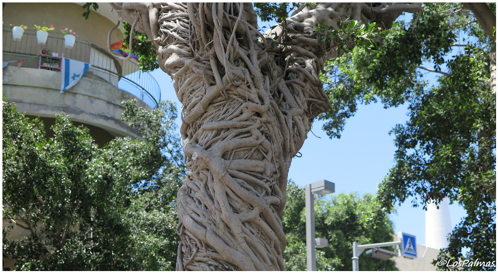 Troncos de Ficus en Tel Aviv