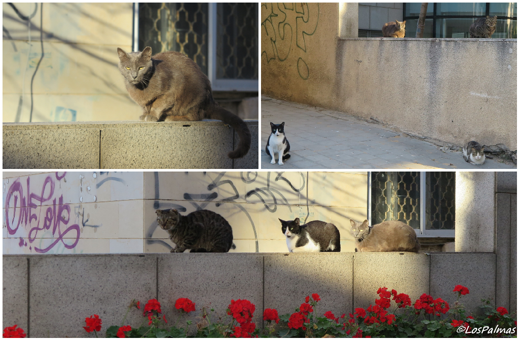 Gatos en Tel Aviv