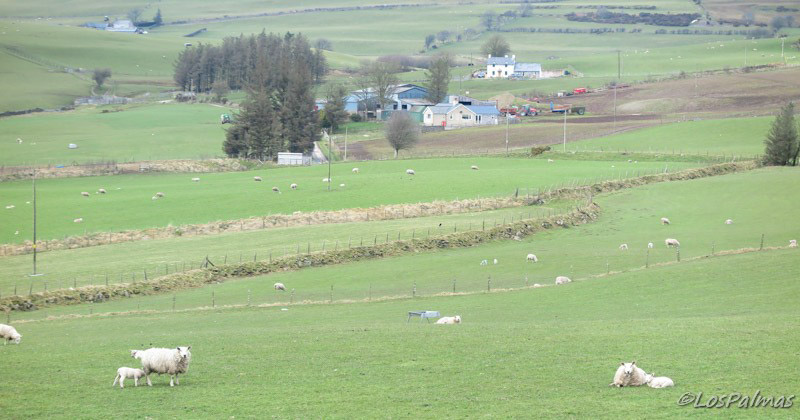 Cynwyd zona de ovejas y pastos Gales wales Galles
