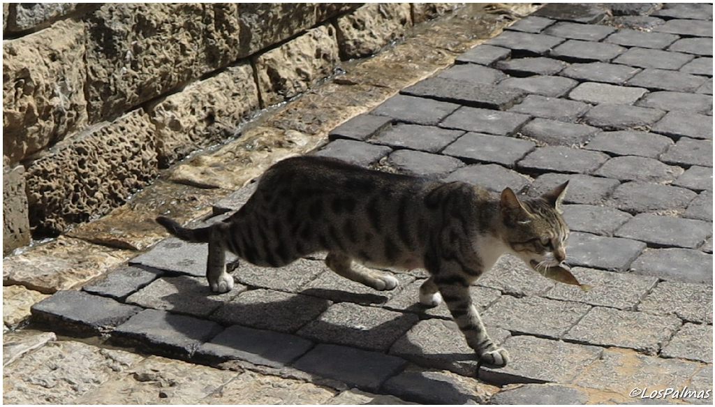 gato pescador JaffaTel Aviv Israel 