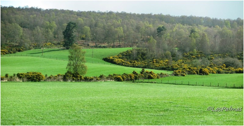 paisaje verde en las Highlands escocesas